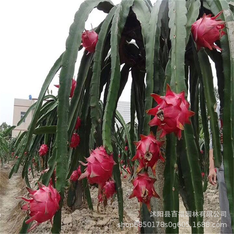 Taiwan bright red Softhearted Golden capital one Red Dragon fruit seedlings Red pitaya Sapling wholesale Seedlings