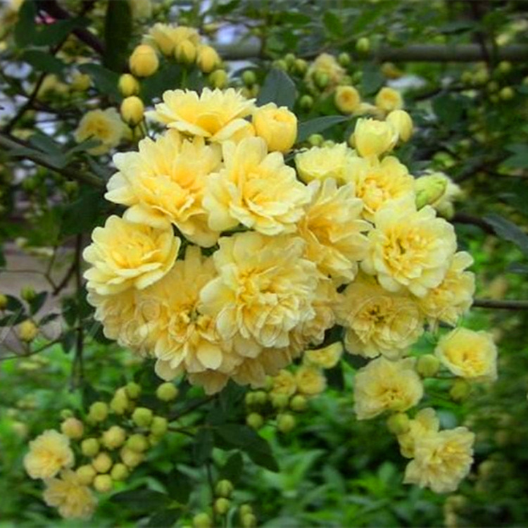 白色七里香阳台垂吊爬藤蔷薇花植物盆栽黄色木香花室内外花卉