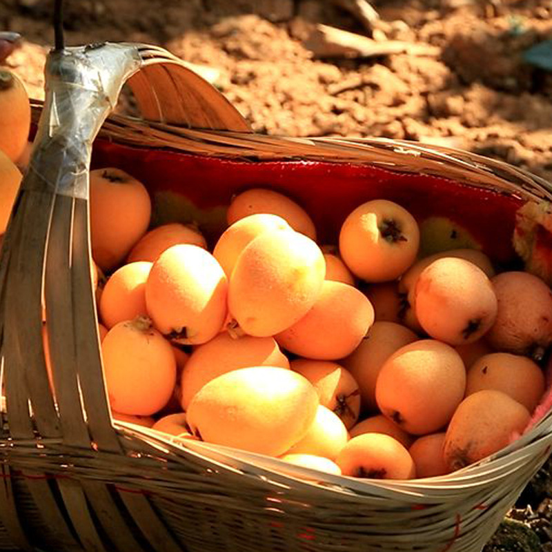 攀枝花米易枇杷大五星12月发货新鲜水果水果批发枇杷产地|ms