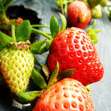 豐香草莓苗現挖現賣基地直銷可南北方種植價格優惠豐香草莓苗