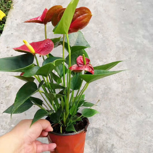 ����ֱ�N��A130���t�ɹ��k���҃ȸߙn�����ļ��_�� ���滨