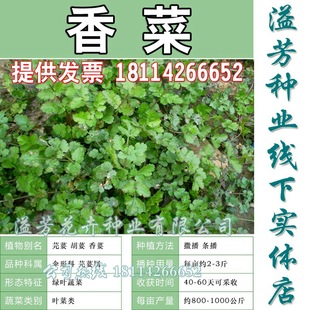 Old Variety Coriander Seeds, Heat-Resistant, Late-Blooming, Old Coriander Seeds, Old Coriander Seeds, Small Vegetable Garden Seeds for Home Balcony