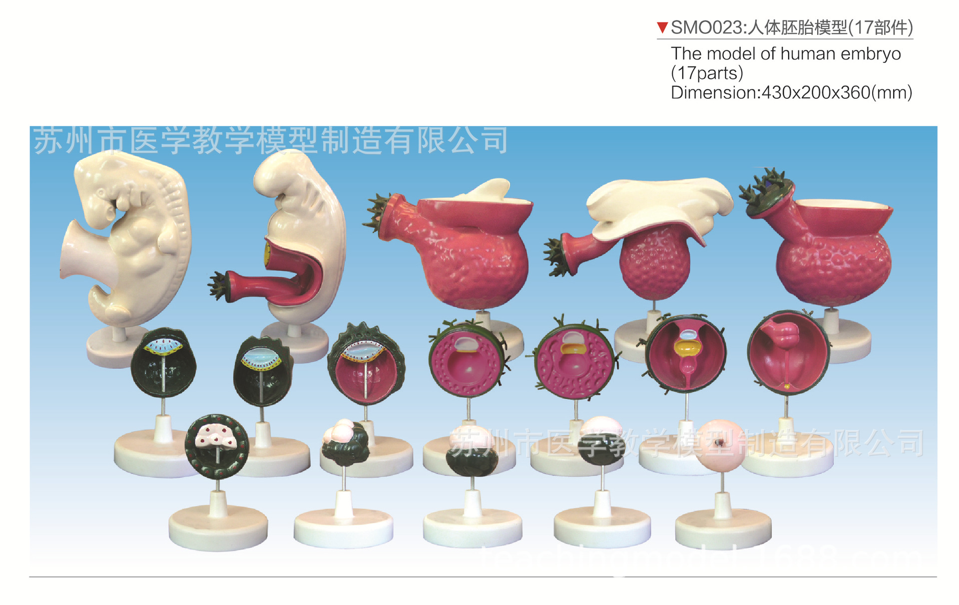 30050  SMO023   人体胚胎模型（17部件）.j