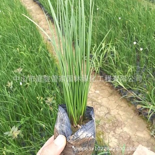 ����ֱ�N �L�껨 �t���[�m �[�m �²��m ���N�ر� �S�^ �G����r