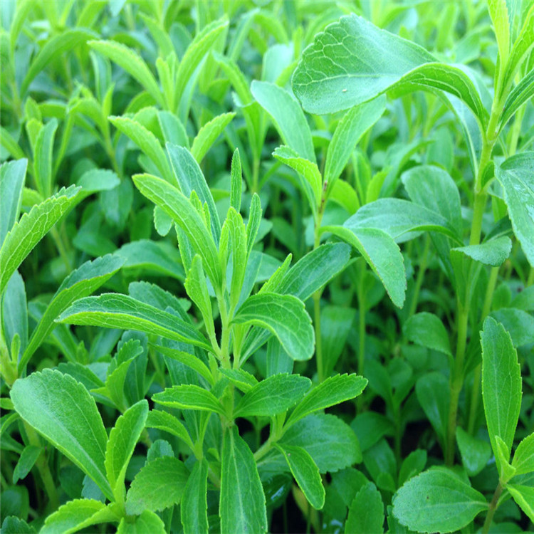 甜叶菊种子 香草种子 甜甜的叶子可食用阳台花卉种子播种蔬菜种籽