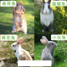 thỏ trắng nhỏ in vivo thỏ chúa thỏ gấu trúc con thỏ thỏ thỏ thỏ Rabbit Rabbit Bỉ bán buôn Hamster, thỏ, chim