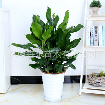 螺纹铁螺旋铁巴西铁卷叶铁盆栽花卉净化空气桌面盆景绿植办公室内|ms