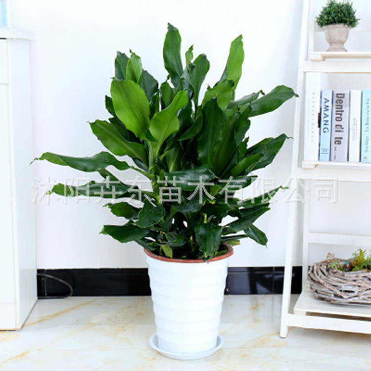 螺纹铁螺旋铁巴西铁卷叶铁盆栽花卉净化空气桌面盆景绿植办公室内|ms