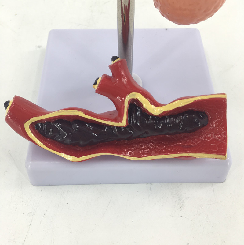 Detailed Organs