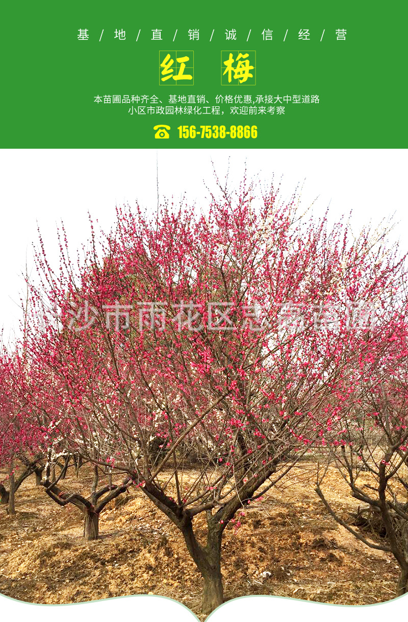 造型红梅树,造型红梅,地栽红梅树怎样造型_文秘苑图库