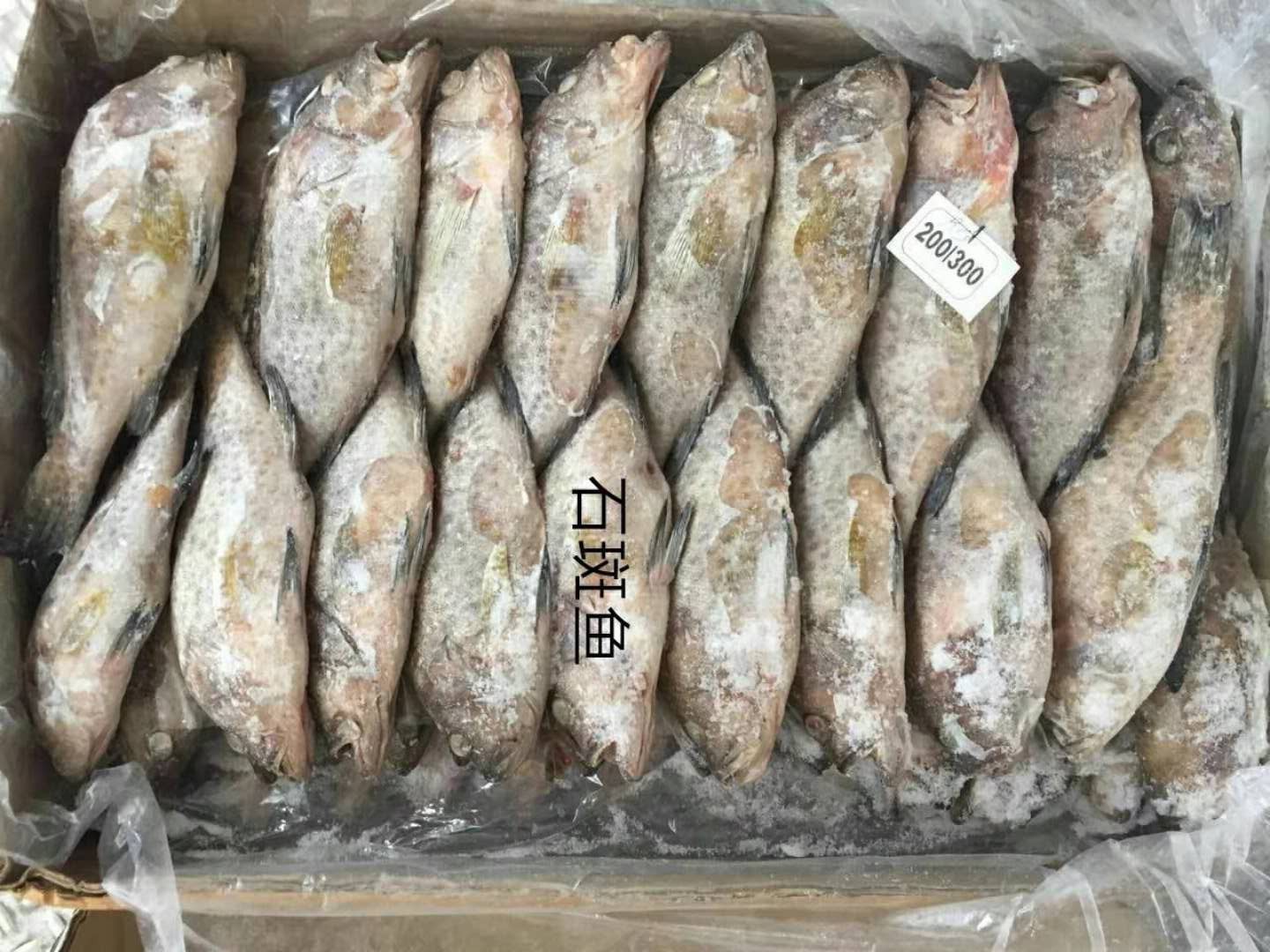 冰冻海鱼哪些品种好,常见的冷冻海鱼,市场上常见冻鱼图片(第7页)_大山谷图库