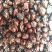 部分地区包邮 四川豆豉 巴蜀香散装黑豆豉 川菜调味豆豉9.75公斤