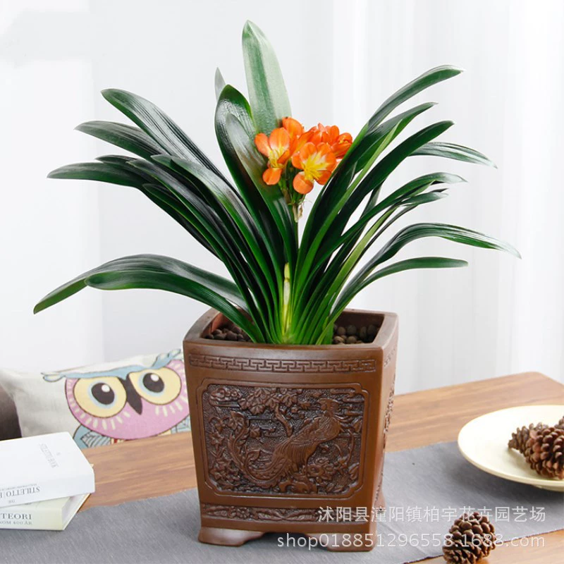 Clivia Горшечное растение комнатный Цветочный бутик саженцы орхидей джентльмен саженцы Гуолан цветы в этом году продолжают хорошо цвести
