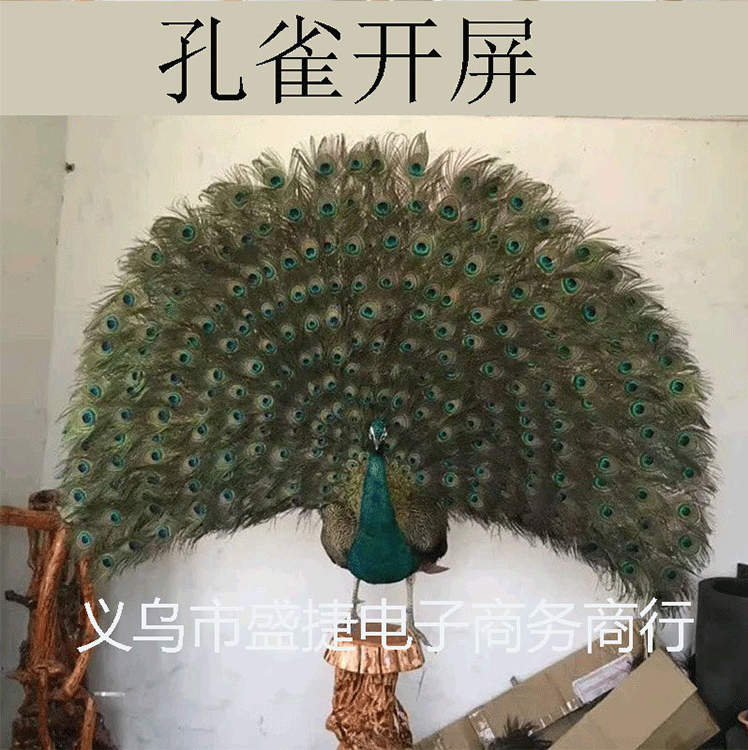 孔雀毛详情页_05