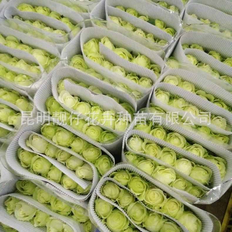 94381F1C7D47C59D53DA9B97D9C74F