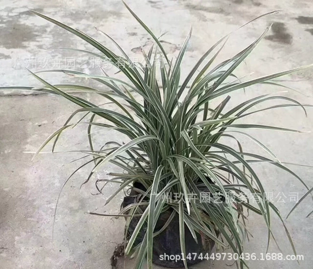 Silverside Трава Почвопокровное покрытие Саженец Лист Почвопокровное покрытие Растение Парк Двор Пейзаж Сад Открытый Декоративная Трава