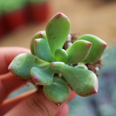 青星美人 多肉植物 批发多肉花卉组合盆栽肉肉植物 混批物流|ms