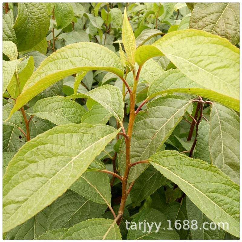 泰安杜仲树苗基地 常年批发 现货供应 药材杜仲小苗 量大价优-阿里巴巴