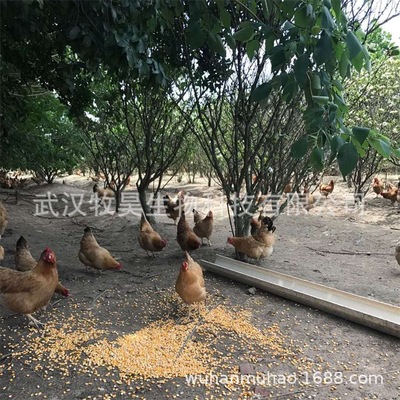 散养土鸡林下谷饲草鸡一年半净重约2斤一件代发包邮