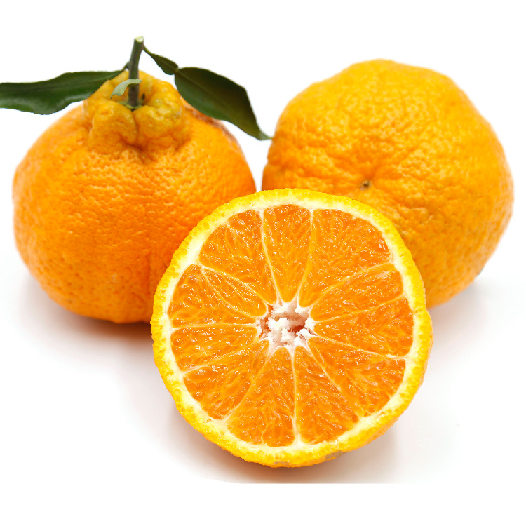 四川特产丑橘不知火丑柑丑八怪 新鲜当季水果桔子橘子一件代发|ru