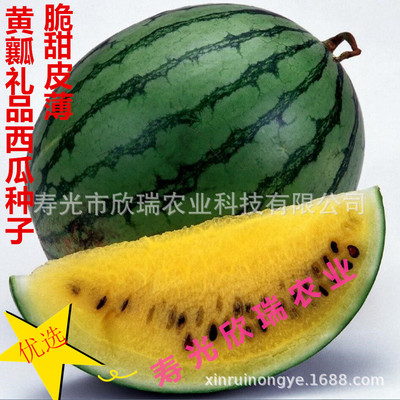 新育超小兰西瓜种子 礼品型黄瓤小西瓜种子 耐热西瓜种子早熟黄肉