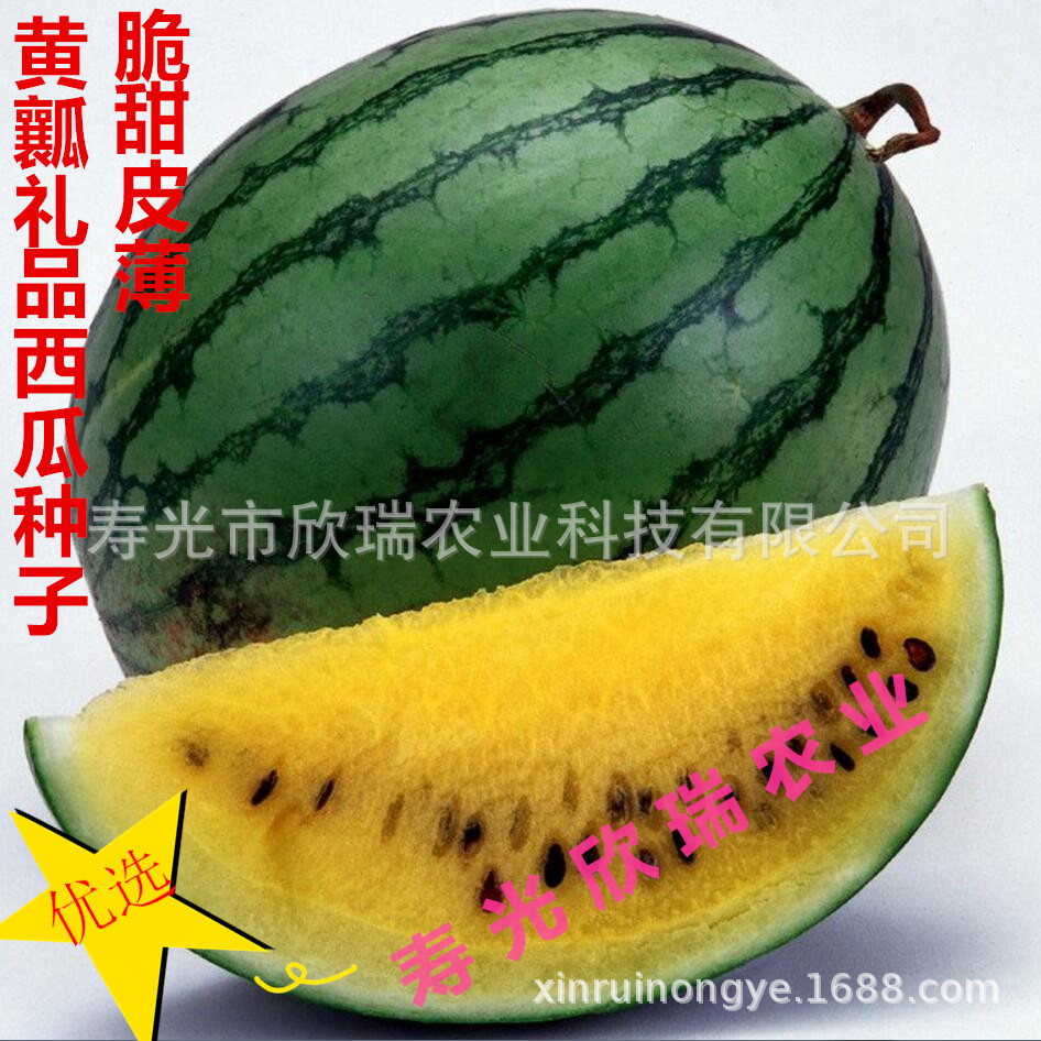 新育超小兰西瓜种子 礼品型黄瓤小西瓜种子 耐热西瓜种子早熟黄肉