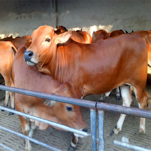 湖南適合養殖什么品種的牛 小牛犢價格 小牛犢多少錢 肉牛養殖場