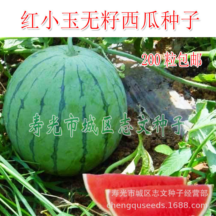 10克包邮红小玉无籽西瓜种子圆形红肉礼品型西瓜种子|ru
