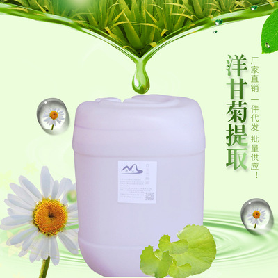 横县基地种植洋甘菊 鲜花蒸馏植物纯露 德国洋甘菊纯露直销|ru