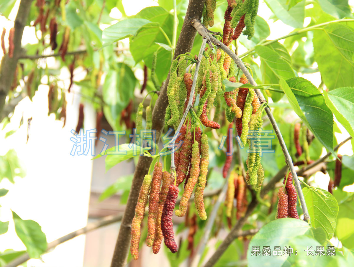 长果桑05