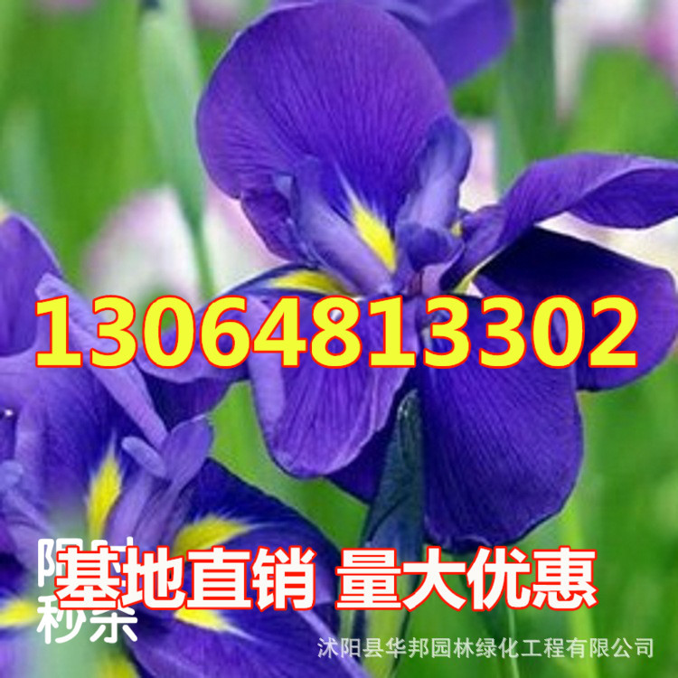 Special Offer Iris Moth orchid Flower seedlings Wholesale and retail Boutique flowers and plants green Seedlings