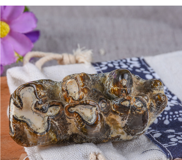 Qing Long Chi (Dragon Tooth Fossil) — Bulk 500g Mineral Herb, Daodi Quality quality and texture