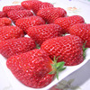 Cream strawberry four seasons for growing plants indoor