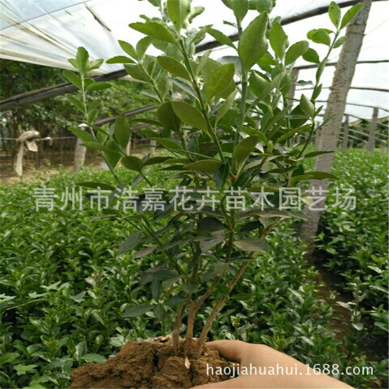 大叶黄杨绿篱苗木 火山榕篱四季常青冬青苗木绿化 山东花卉基地