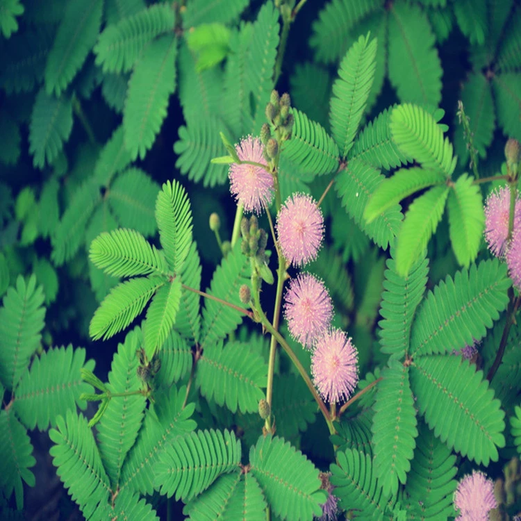 Фабрика прямые семена мимозы балкон клумба озеленение Ландшафтный цветок Индукционная трава Four Seasons посев большое количество скидка