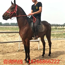 Cưỡi ngựa Ả Rập Đua ngựa Ngựa Mông Cổ Ngựa Yili Ngựa sông Quma Cảnh đẹp Ngựa Pony Chăn nuôi