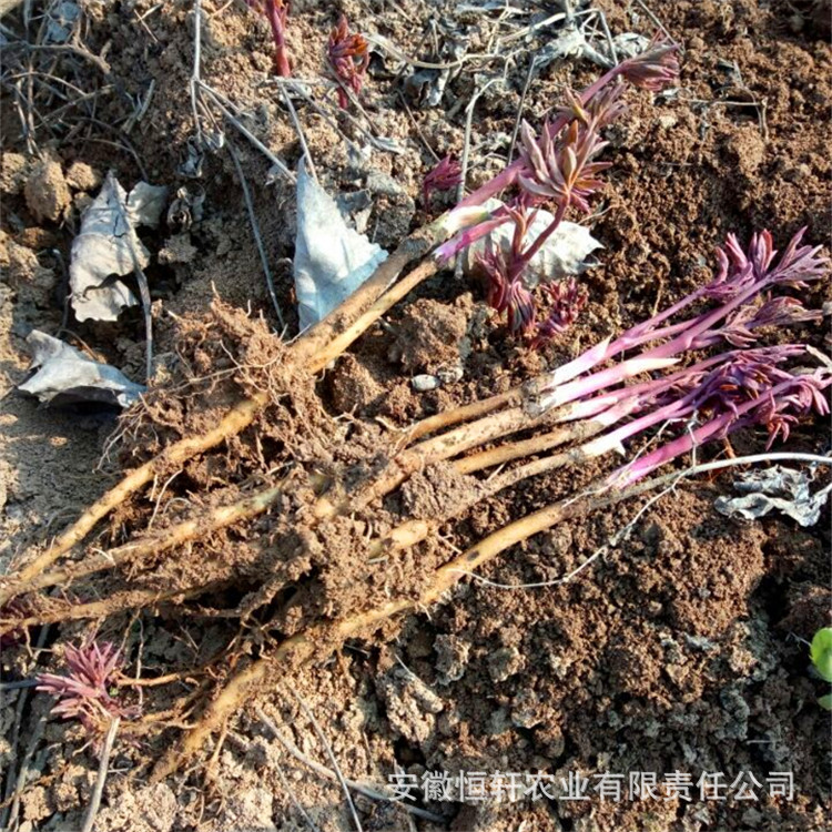 大量批发油用凤丹苗三四五年生牡丹苗经济开发占地用苗