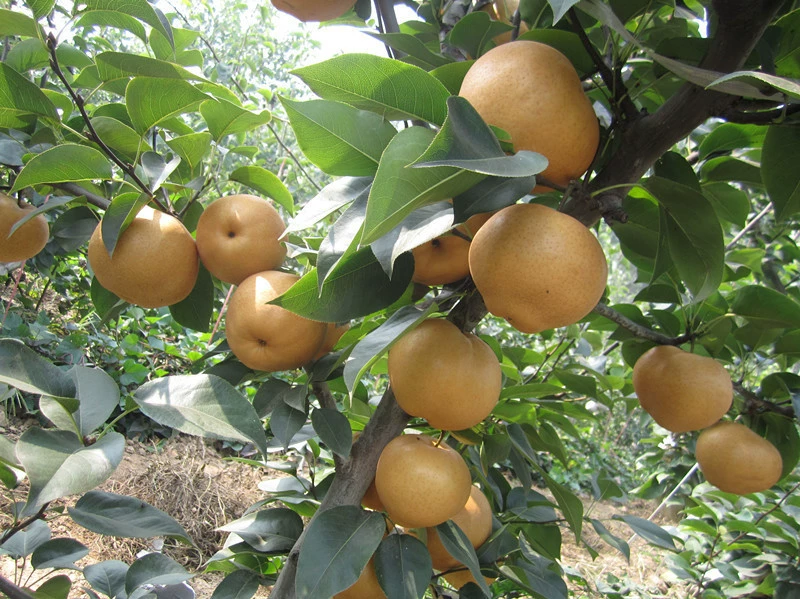 База прямых продаж рассады груши поставки рассады груши на складе Продажа хрустящей сладкой кожей тонкие желтые рассады груши $