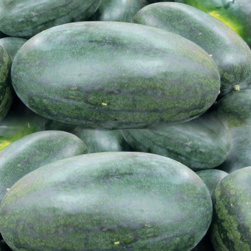God grass seed industry Khaki Black Beauty Watermelon Seeds Fruits and vegetables seed wholesale Cong