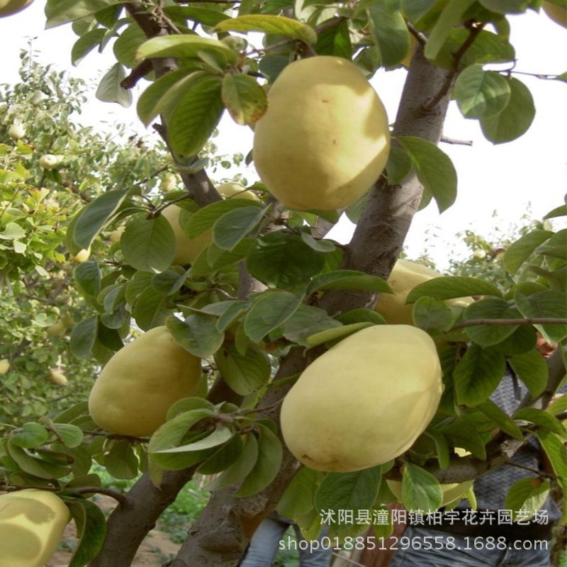 木瓜种子 皱皮木瓜种子 光皮木瓜树种子林木造景木瓜树种子南北方