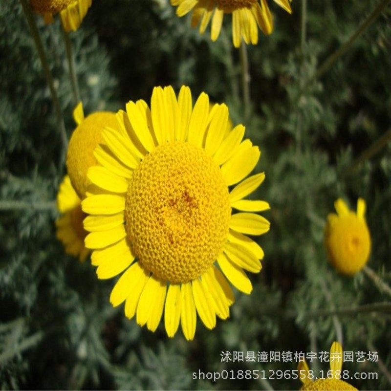 春黄菊种子 春白菊种子 一 二年生 草本花卉 春秋播 草本花卉种子