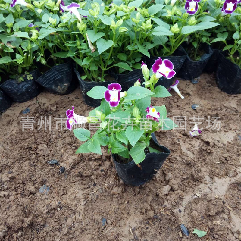 四季草花夏堇盆栽 山东基地供应夏瑾批发 盆栽时令花卉夏瑾-阿里巴巴