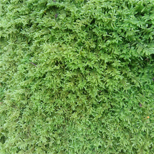 Succulent micro landscape Moss wholesale wild moss large gray moss turtle rainforest jar rockery Landscape 1 square meter