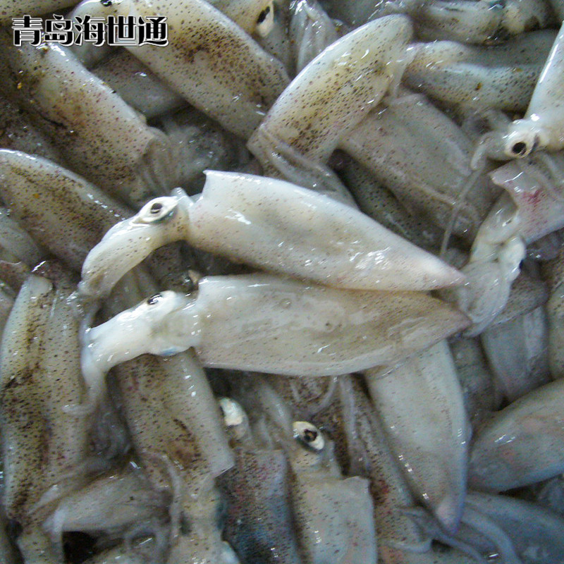 批发供应 北部湾小鱿鱼 小鱿鱼 笔管鱼 海鲜冻品批发 6/9-阿里巴巴