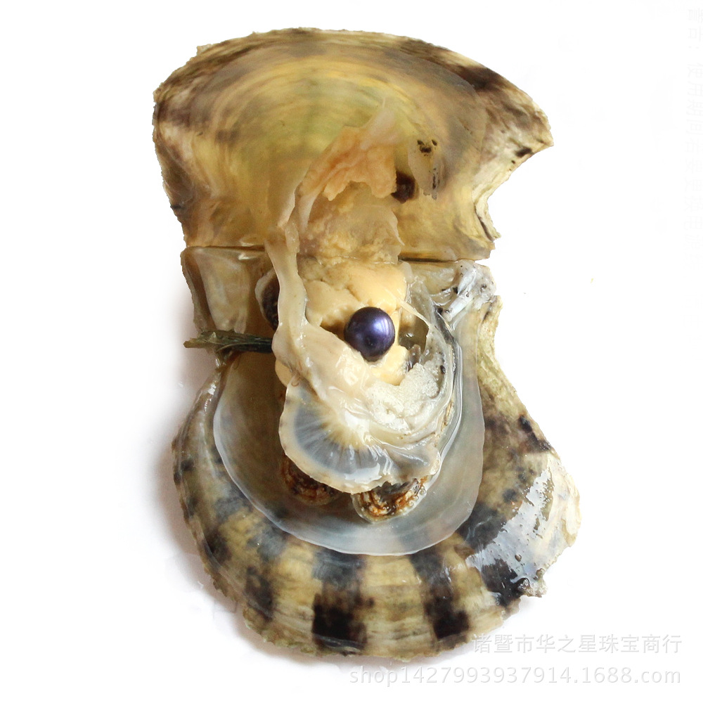 海蚌和河蚌哪个珍贵,海蚌和河蚌长的一样吗,河蚌和海蚌区别(第5页)_大山谷图库