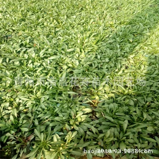 青州花卉基地荷兰菊 盆栽 宿根地被花卉 波斯菊 质优价廉