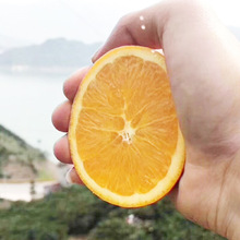 秭歸倫晚新鮮水果橙子榨汁鮮果現摘現發產地直發支持大批量發貨