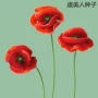 虞美人绿化景观多年生花籽