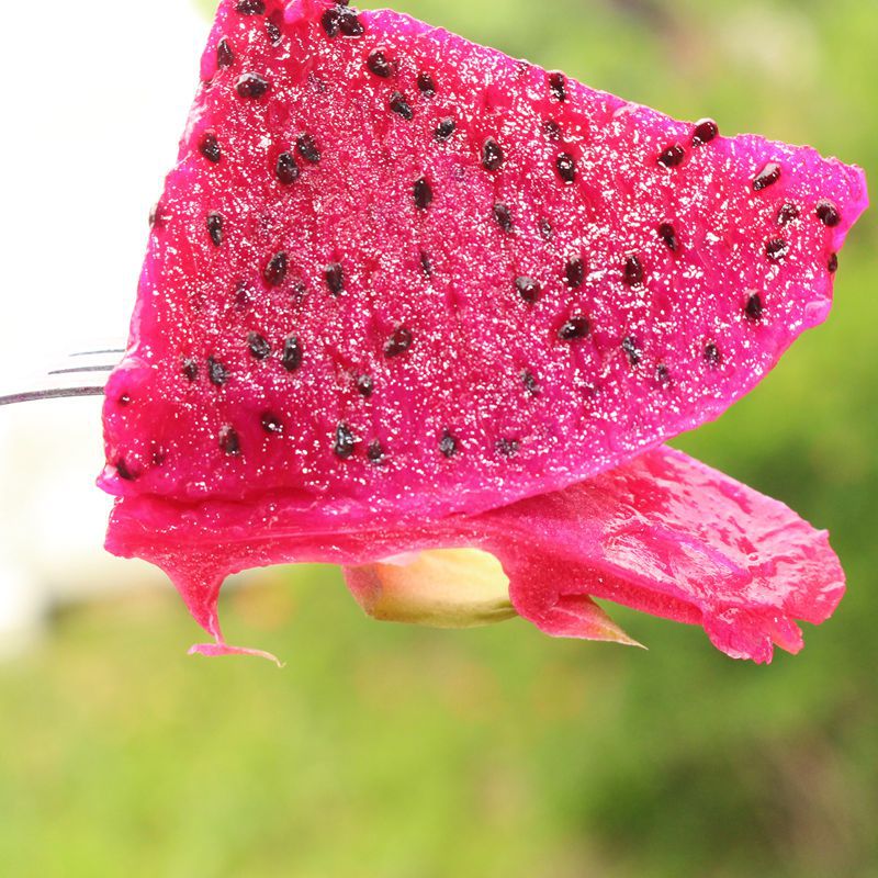 Vietnam Red pitaya Season fresh fruit pregnant woman love Tropical fruit Red meat pitaya 5 pounds