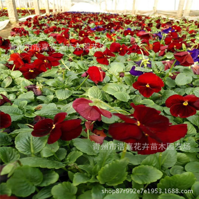 三色堇价格     三色堇批发基地    宿根三色堇草花图片